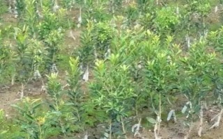 如何種植楊梅，播種后要覆蓋小拱棚并保溫
