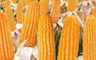 東方紅1號(hào)玉米品種的特性，普通玉米品種