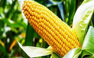 慶玉9號玉米品種簡介，6月上中旬播種