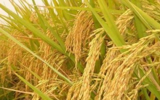 德優(yōu)651水稻種簡介，綜合防治病蟲害