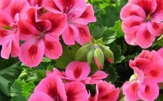 有哪些好養(yǎng)的花，常見的有雛菊、秋海棠等