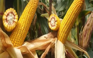 欣科2301玉米品種的特性，4月下旬—5月上旬播種