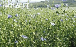 山西省神池縣的特產(chǎn)，包括神池黑豆、神池黍子、神池羊肉等種類
