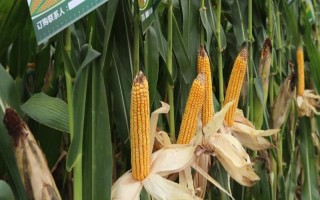 強(qiáng)盛388玉米種子特征特性，全生育期灌水3-4次