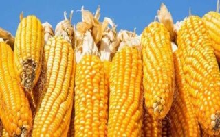 致泰15號玉米種子特點，遼寧省春播生育期129天