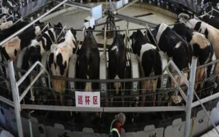 乳畜業(yè)和大牧場放牧業(yè)的區(qū)別，分布地區(qū)、地域類型和特點均不同