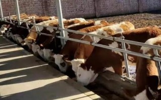 肥育牛飼料配方，根據(jù)牛的體重和地點飼料情況制定