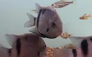 黑云魚(yú)的養(yǎng)殖方法，水溫盡量不要低于25℃