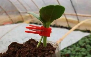 西瓜的嫁接砧木要注意什么，需具備抗病能力、適應(yīng)能力與親和性