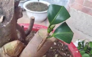 嫁接桂花的方法，將枝條插入砧木中并綁扎薄膜