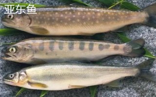 西藏那曲市的特產(chǎn)，酥油是藏族人不可缺少的食品