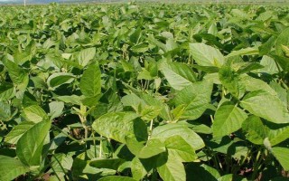 莆豆5號大豆種子介紹，氣溫穩(wěn)定通過12℃后搶晴播種