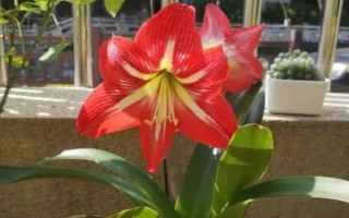 朱頂紅11月份能栽盆里嗎，可以但需確保環(huán)境溫度在15℃以上