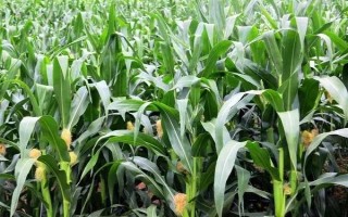 東裕33玉米種子特征特性，注意防治粘蟲和玉米螟