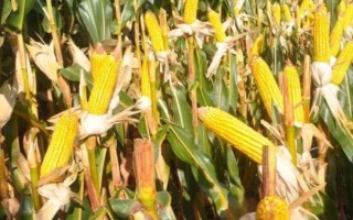 京甜紫花糯2號玉米品種簡介，每畝植3000株左右