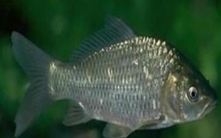 秋季釣鯽魚的最佳時(shí)間，中秋氣溫最適宜
