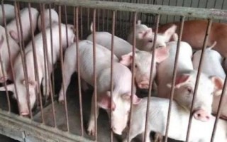 小豬大腸頭掉出來的原因，先天發(fā)育不良或腹腔壓力增大導(dǎo)致的