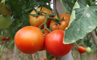 西紅柿是什么時(shí)候傳入中國(guó)的，是明朝萬(wàn)歷年間傳入中國(guó)的