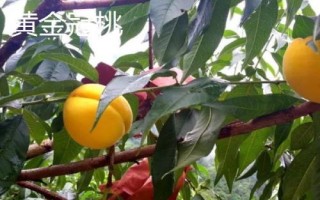 我國的黃桃的產(chǎn)地，華北、華中、西南一帶栽培較廣