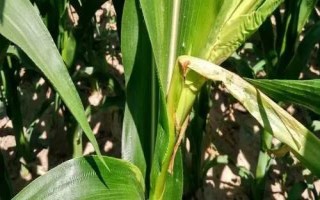 屯甜723玉米品種的特性，四月中旬播種