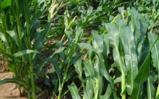 L11玉米種子簡(jiǎn)介，注意防治灰斑病和穗腐病