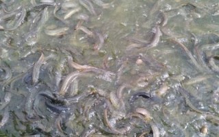一畝池塘適合養(yǎng)多少泥鰍，通?？赏斗?-10萬尾左右