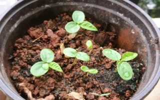 百香果如何進行春季管理，在定植后應(yīng)該澆足定根水