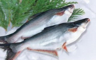巴沙魚刺多嗎，屬于刺比較少的魚類品種