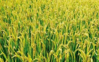 源兩優(yōu)736水稻品種的特性，秧田畝播種量10.0千克
