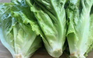 生菜生吃是甜的還是苦的，顏色越是淺綠的苦味越少
