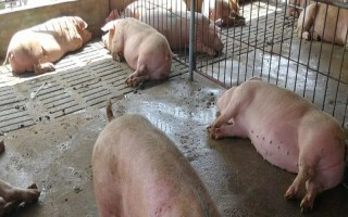 母豬身上掉毛如何處理，先查找原因再對癥治療