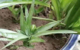 春天吊蘭多少度可發(fā)芽，室內(nèi)的溫度達(dá)到12℃以上即可