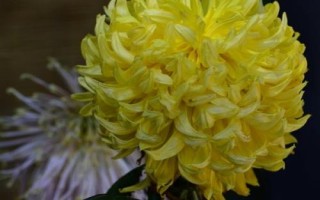菊花開放時間，通常為9-11月份
