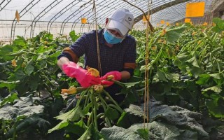 大棚西葫蘆化瓜是什么原因，可能是授粉不良所致