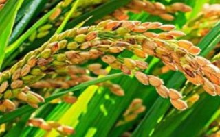 徽粳804水稻種子特點(diǎn)，在重病區(qū)需強(qiáng)化稻瘟病防治