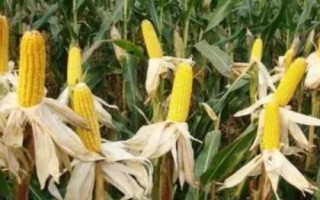 頂農(nóng)118玉米品種的特性，每畝用10-20千克尿素