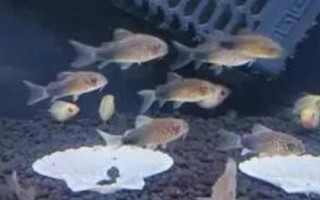 金珍珠鼠魚好不好養(yǎng)，飼養(yǎng)難度不大
