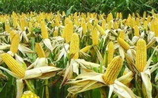 東糯2號玉米種子特征特性，在適應(yīng)區(qū)5月5日左右播種