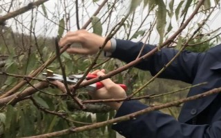 黃桃春季的管理方法，花果期要進(jìn)行疏花的工作