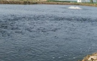怎么快速培育泥鰍苗種，投放前要蓄水施肥、放苗后要提供充足的食物