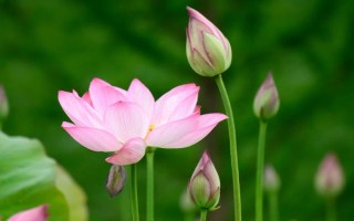 哪些花卉在正月開放，有梅花、水仙花、蟹爪蘭等品種