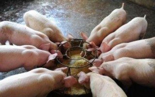 豬圓環(huán)病毒病癥狀，表現(xiàn)為豬只漸進(jìn)性消瘦或生長(zhǎng)遲緩