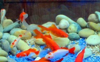 魚一整晚缺氧是否會死亡，持續(xù)缺氧會浮頭翻身直至死亡