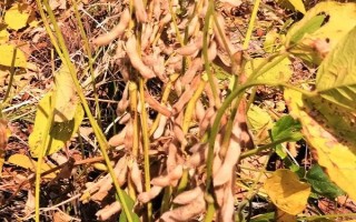 小康大豆2號大豆品種的特性，生育期120-138天