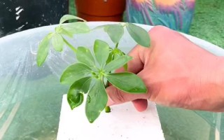 水培鴨腳木最快發(fā)根的方式，需要把水培鴨腳木固定住不動(dòng)