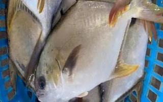 金鯧魚和鯧魚一樣嗎，不是同一種魚