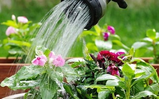 維生素c能澆哪些植物，可以澆綠蘿、茉莉花等