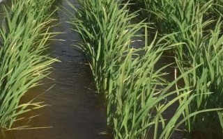 竹豐優(yōu)009水稻種子介紹，中抗白葉枯病