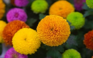 球菊如何養(yǎng)殖，生長(zhǎng)過(guò)程中需要足夠的光照