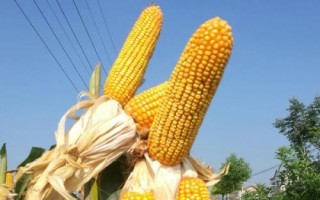 美達(dá)108玉米種子簡(jiǎn)介，北部6日20日前完成播種